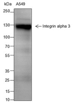 Integin alpha 3 antibody