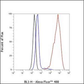 Calpastatin antibody