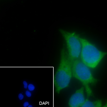 Laminin B1 antibody