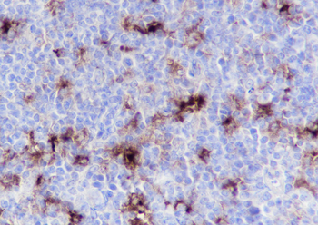 LY75/DEC-205 antibody