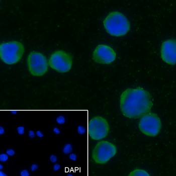 STING1 antibody