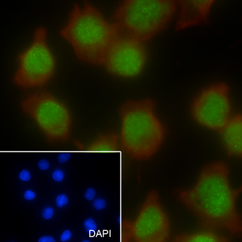 SOX10 antibody