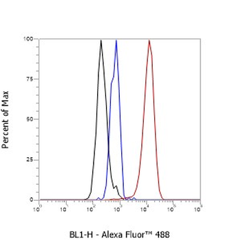 MSH6 antibody