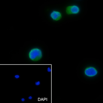 TFEB antibody