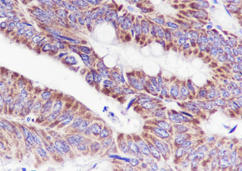 MTCO2 antibody