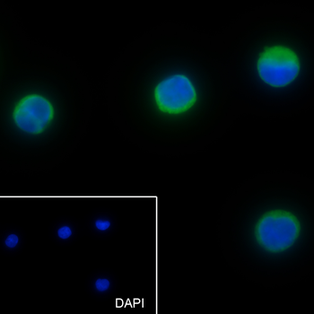 CD25 antibody