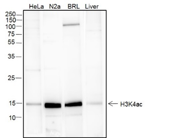 Acetyl-Histone H3 (Lys4) antibody