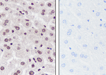 Mono-Methyl-Histone H3 (Lys23) antibody