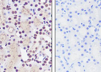 Mono-Methyl-Histone H3 (Lys23) antibody