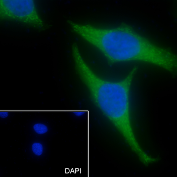 Paxillin antibody