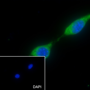 Paxillin antibody