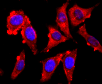 VAMP2 antibody