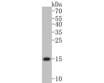 VAMP2 antibody