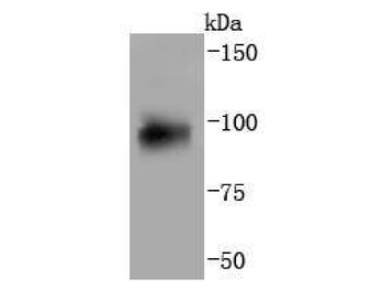 AHR antibody