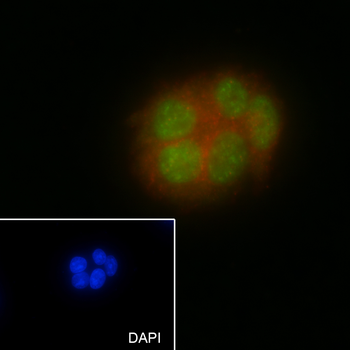 NUDT21 antibody