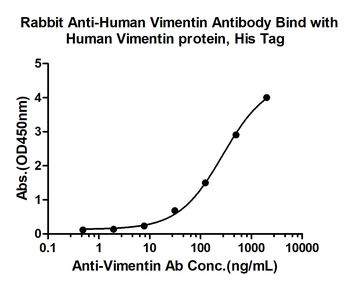 Vimentin antibody