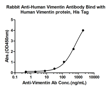 Vimentin antibody