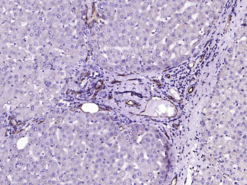 CD31 antibody