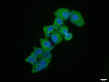 CD44 antibody