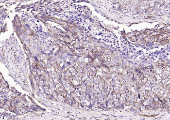 CD44 antibody