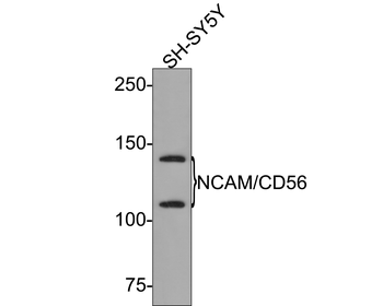 NCAM antibody