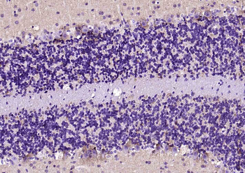 Alpha Synuclein antibody