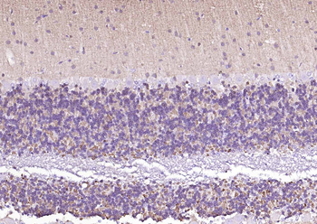 Alpha Synuclein antibody