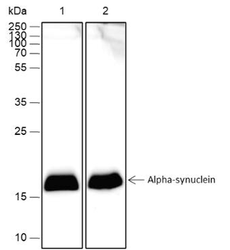 Alpha Synuclein antibody