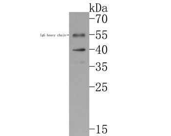 Biglycan antibody