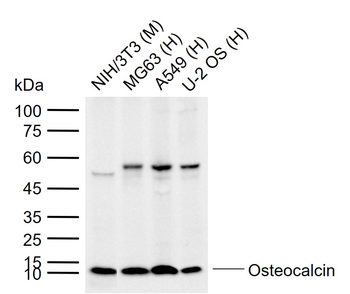 Osteocalcin antibody