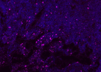 CD8B antibody