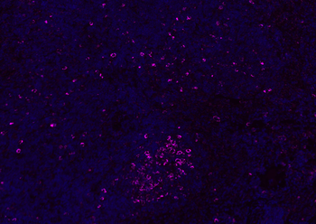 CD8B antibody