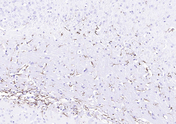 Goat Anti-Rabbit IgG H&L antibody (HRP)