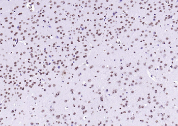 Goat Anti-Rabbit IgG H&L antibody (HRP)