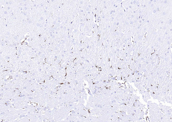 Goat Anti-Rabbit IgG H&L antibody (HRP)