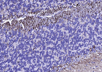 NF-L antibody