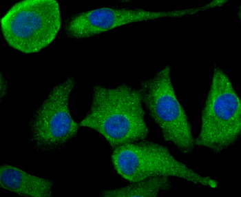 TGF alpha antibody