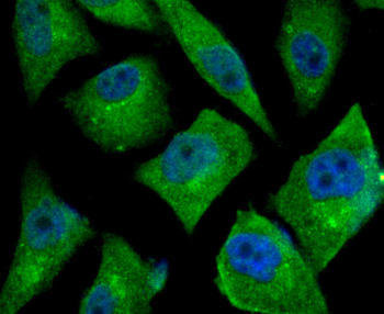 TGF alpha antibody