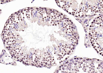 Pol II antibody