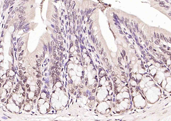 Pol II antibody