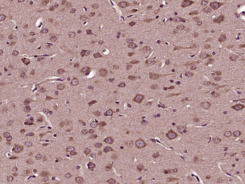 Angiotensin II type 1A receptor Rabbit Polyclonal Antibody