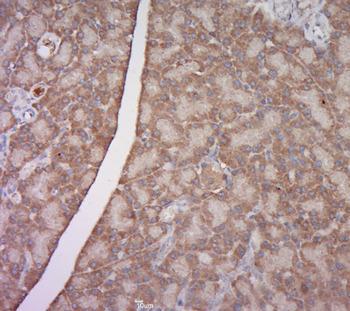 EAR1 antibody