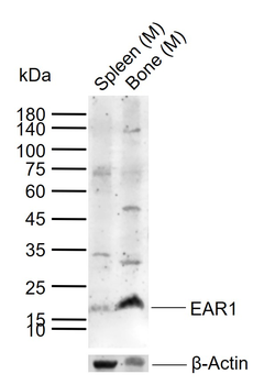 EAR1 antibody