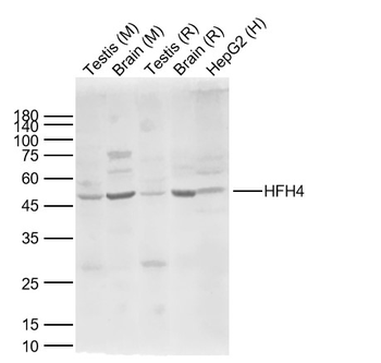 FOXJ1 antibody