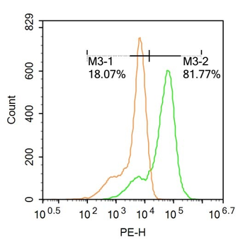 FOXJ1 antibody