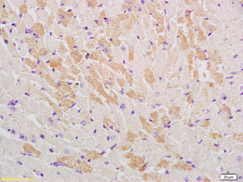 GLUT12 antibody