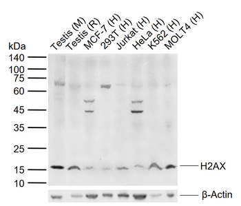 Histone 2AX antibody