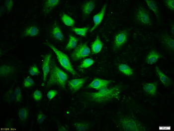 JAK2 (phospho-Tyr1007/1008) antibody