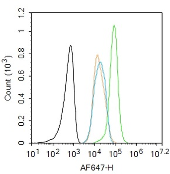 JAK2 (phospho-Tyr1007/1008) antibody