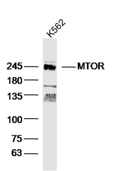 mTOR antibody